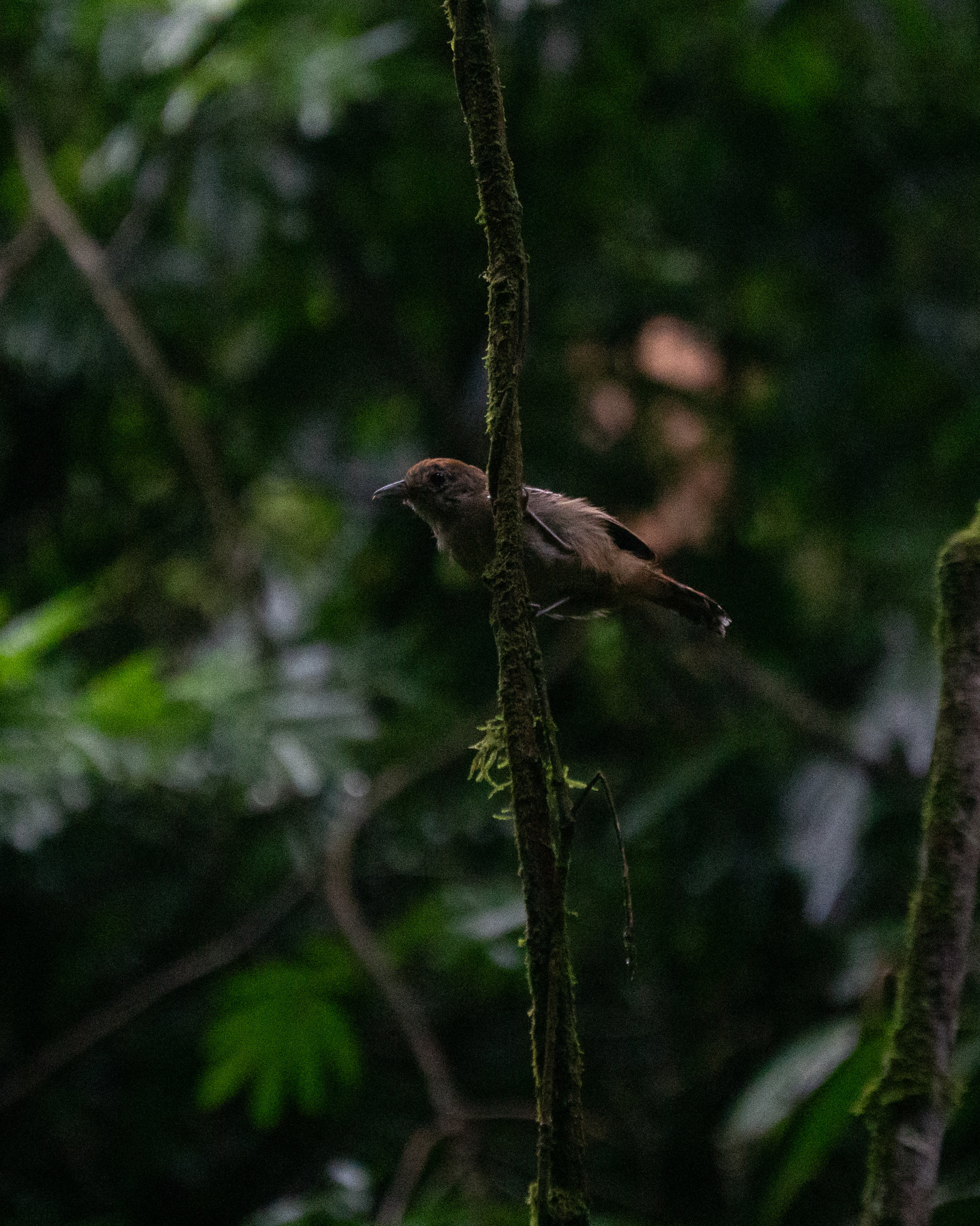 Sooretama Slaty Antshrike (Thamnophilus ambiguus), photo 3