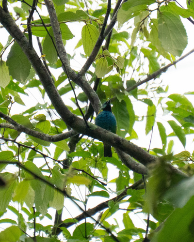 Green-headed Tanager (Tangara seledon)