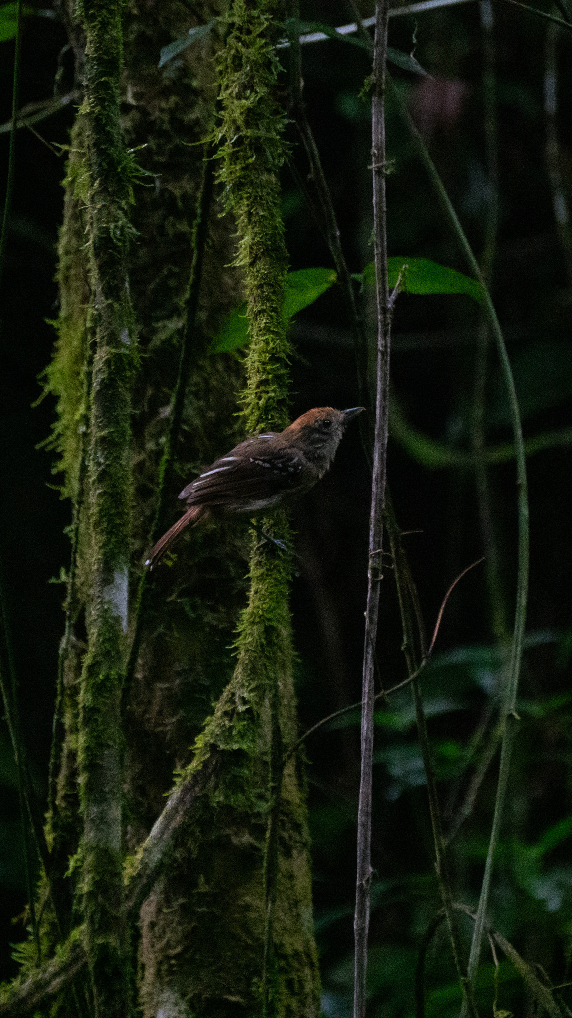 Sooretama Slaty Antshrike (Thamnophilus ambiguus), photo 6