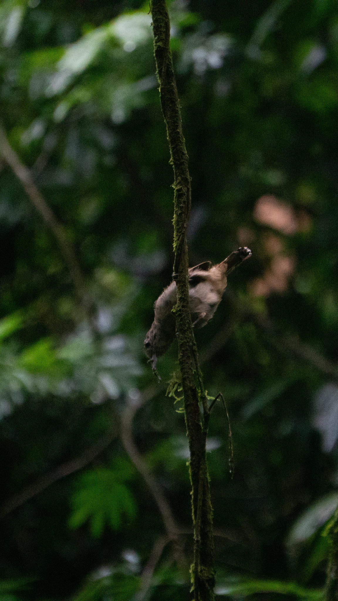 Sooretama Slaty Antshrike (Thamnophilus ambiguus), photo 7