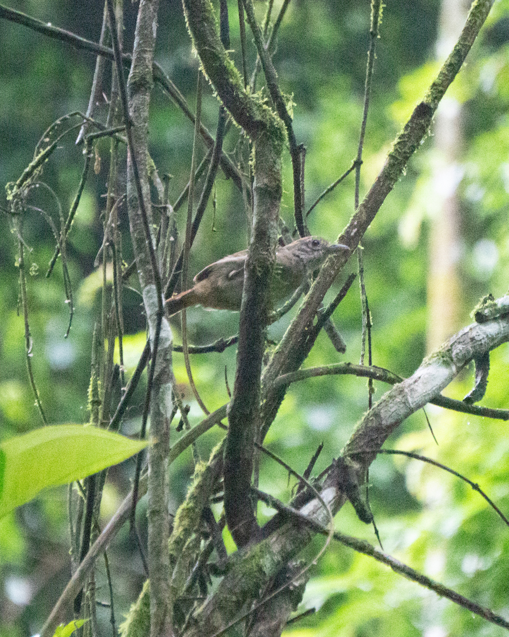 Sooretama Slaty Antshrike (Thamnophilus ambiguus), photo 8