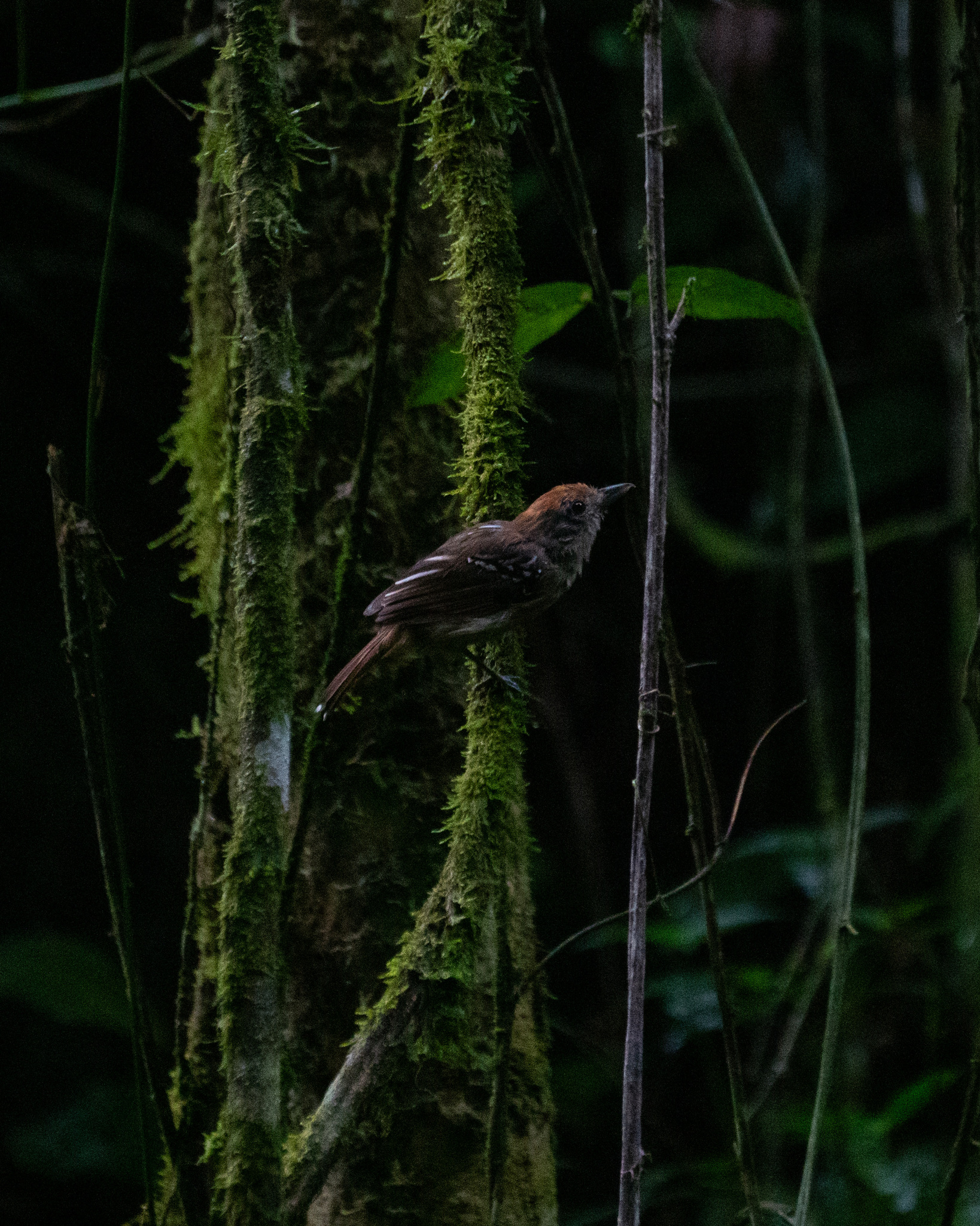 Sooretama Slaty Antshrike (Thamnophilus ambiguus), photo 2