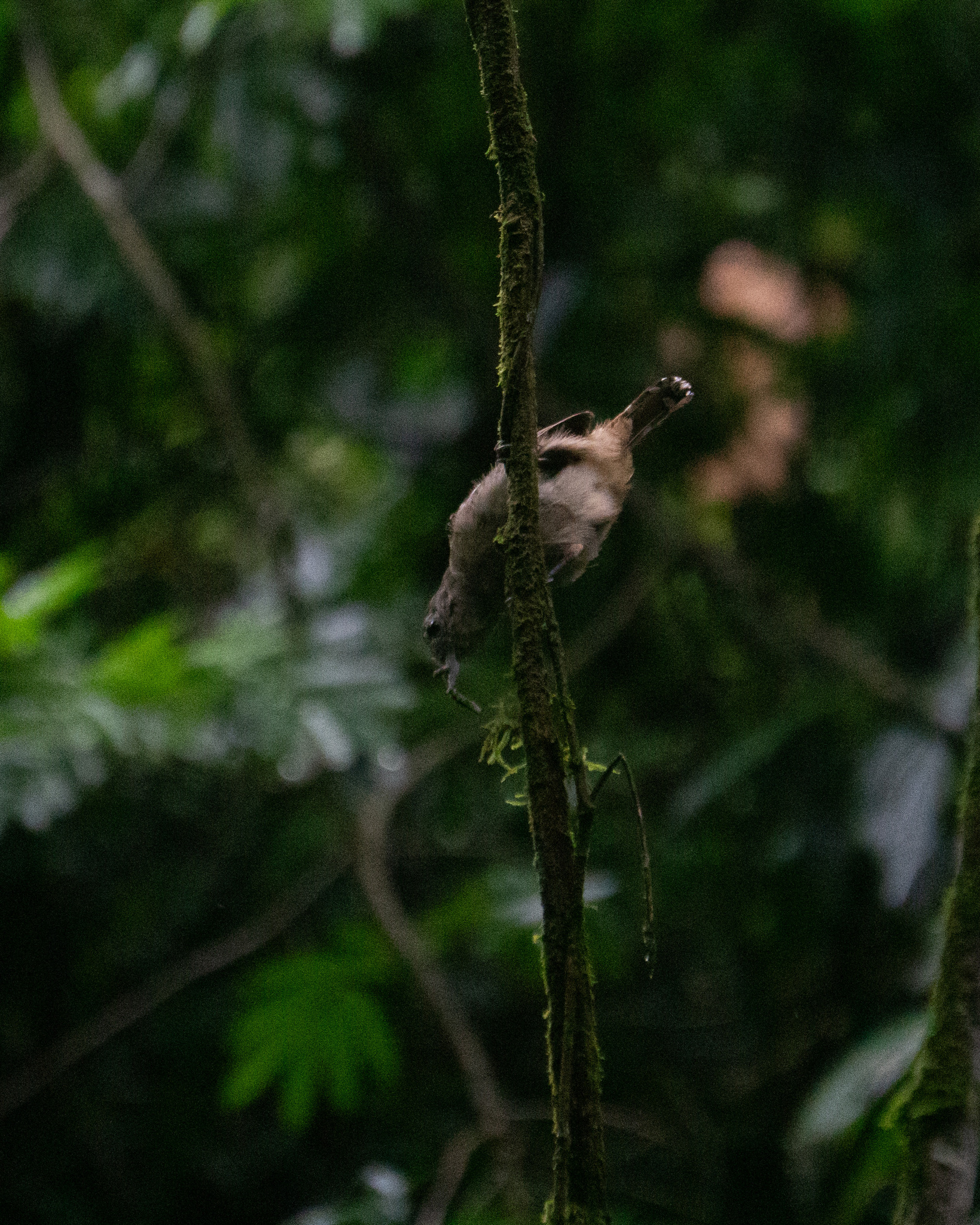 Sooretama Slaty Antshrike (Thamnophilus ambiguus), photo 9