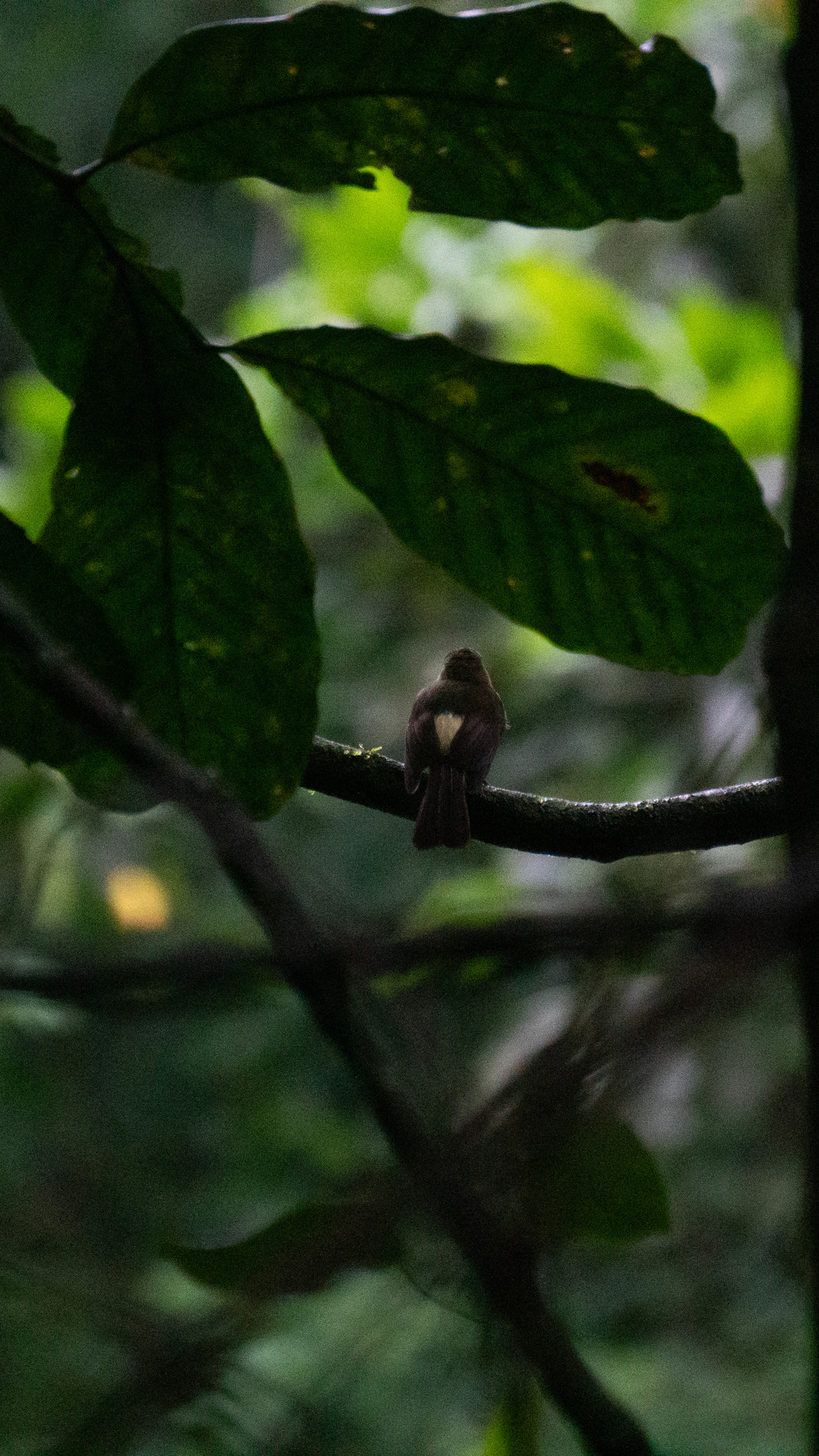 Whiskered Myiobius (Myiobius barbatus), photo 5