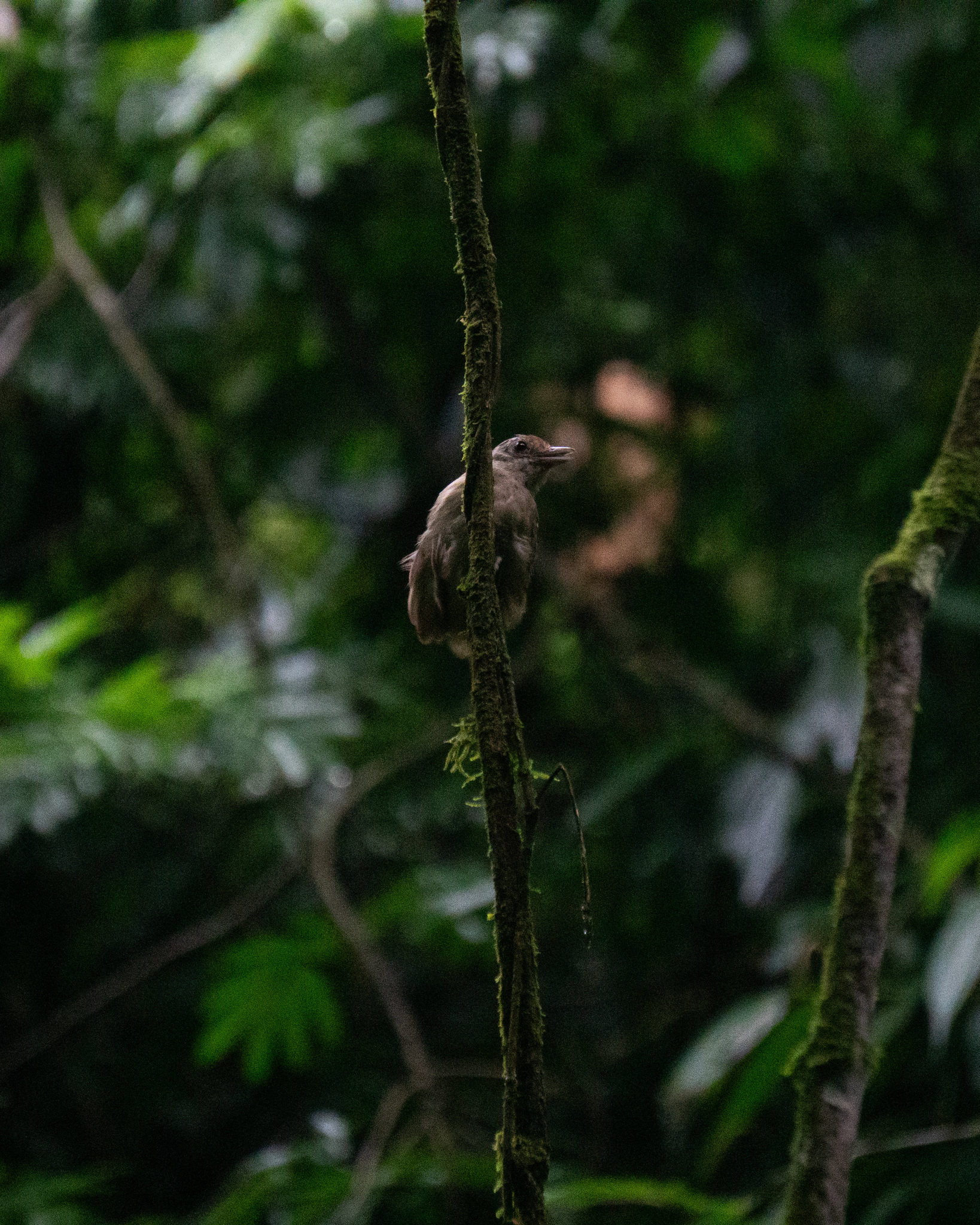 Sooretama Slaty Antshrike (Thamnophilus ambiguus), photo 10