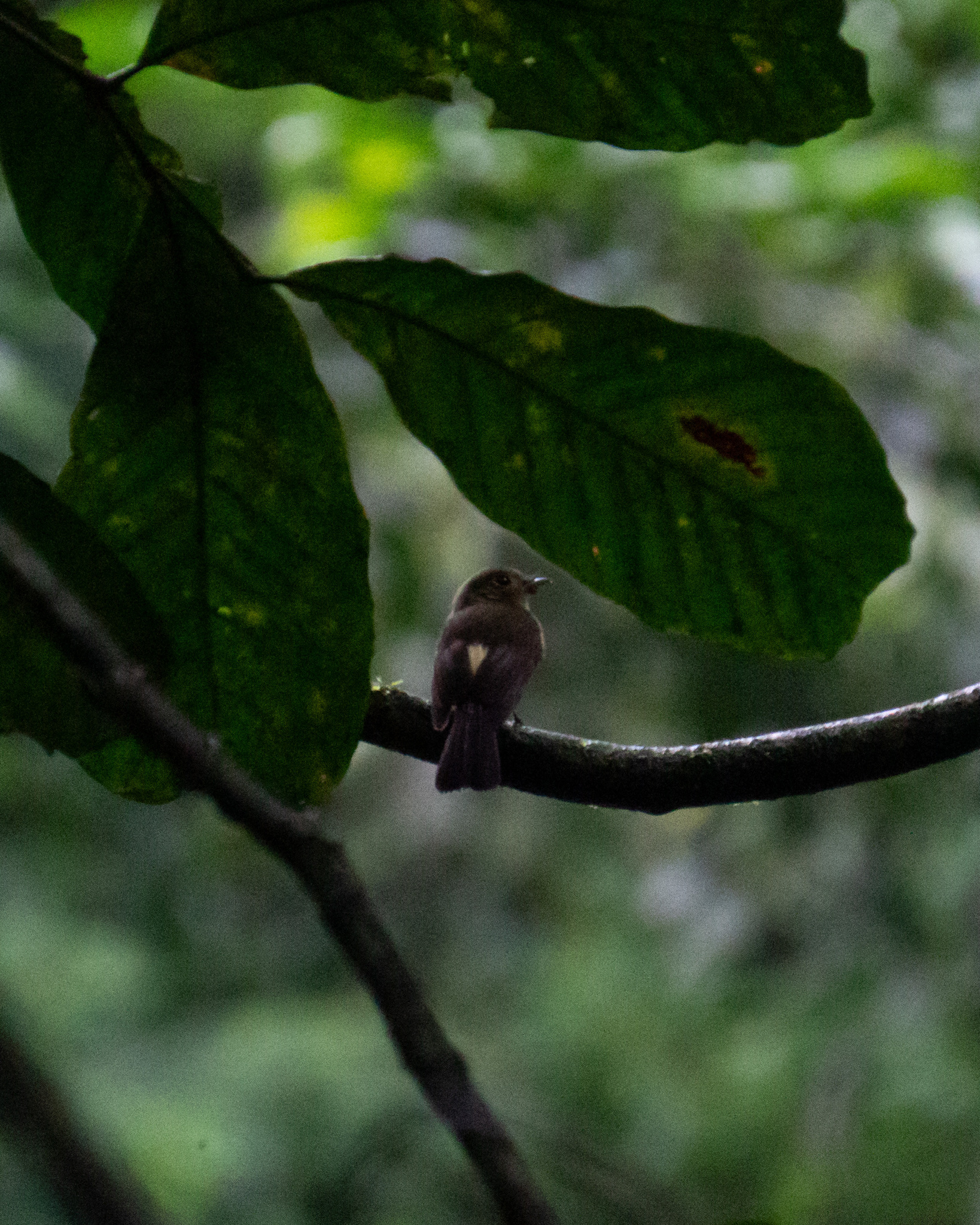 Whiskered Myiobius (Myiobius barbatus), photo 4