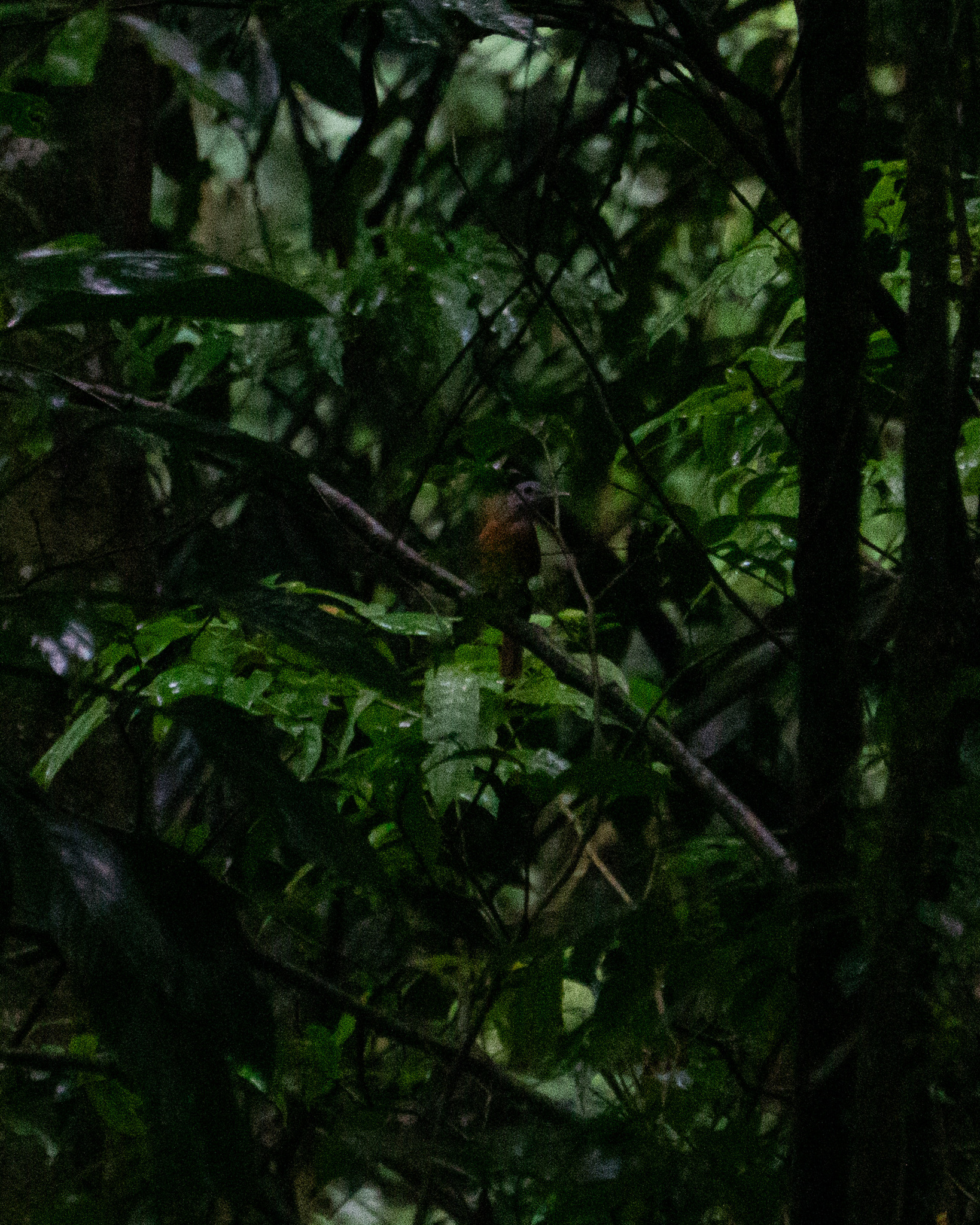 Grey-hooded Attila (Attila rufus), photo 3