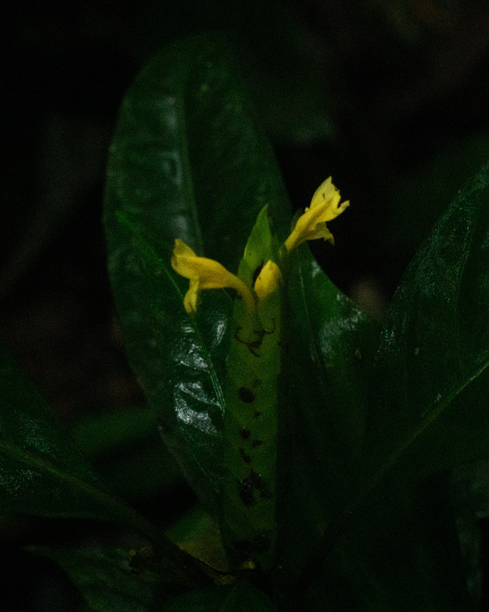 Aphelandra prismatica (Vell.) Hiern