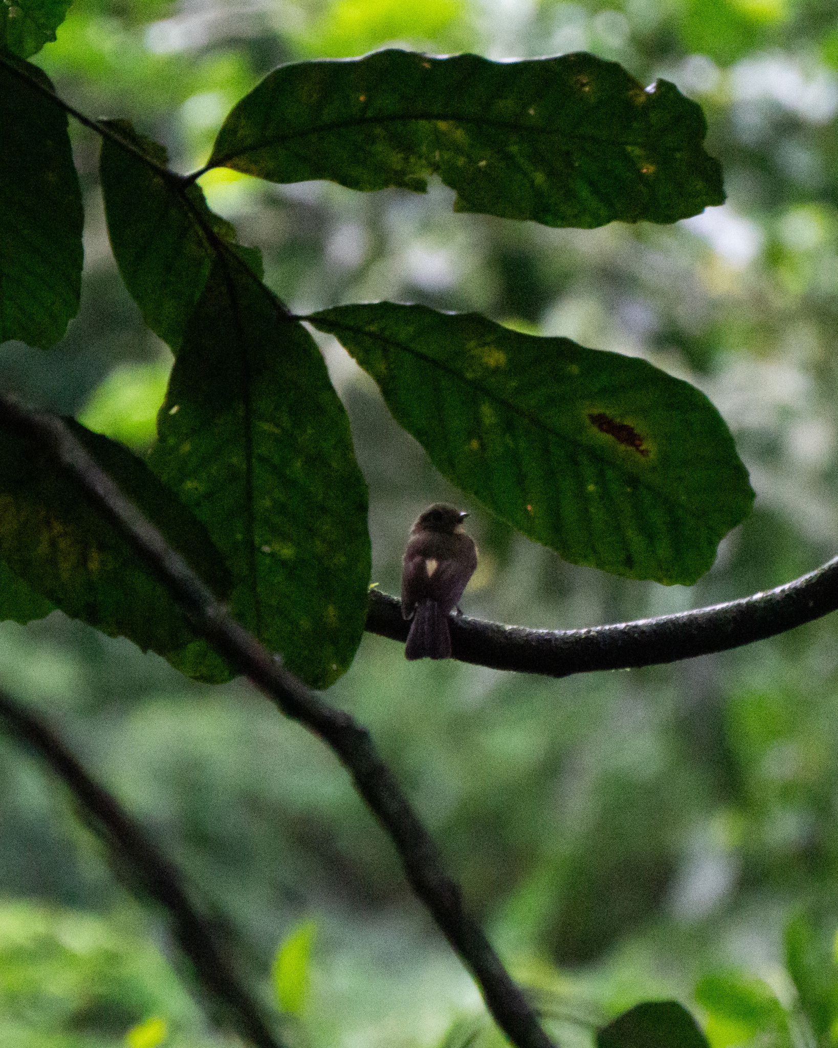 Whiskered Myiobius (Myiobius barbatus), photo 6