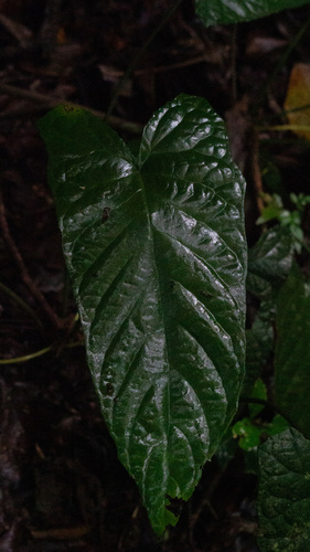 Dorstenia ramosa