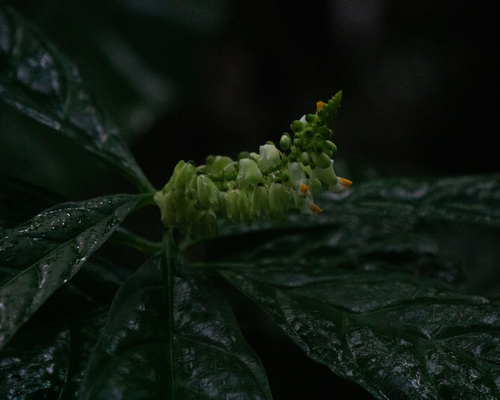 Caamembeca salicifolia (Caamembeca salicifolia)