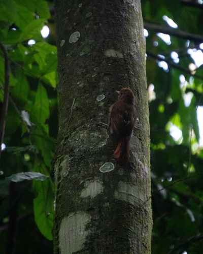 Plain-brown Woodcreeper (Dendrocincla fuliginosa), photo 6