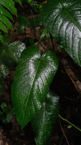 Dorstenia ramosa