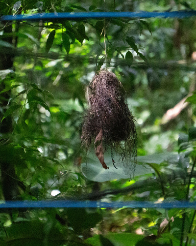 Whiskered Myiobius (Myiobius barbatus)