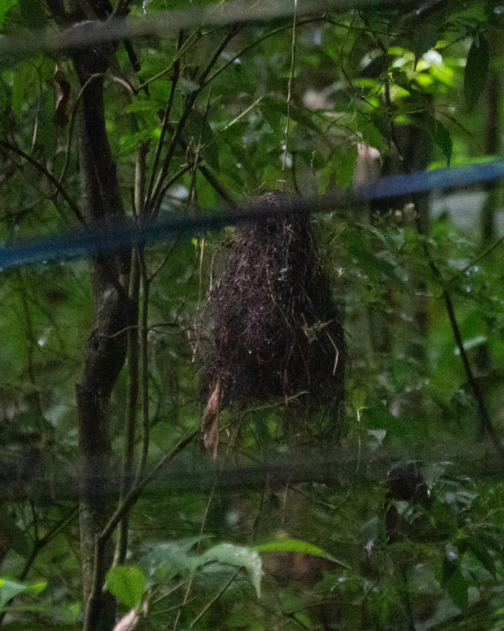 Whiskered Myiobius (Myiobius barbatus), photo 3
