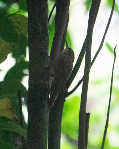 Lesser Woodcreeper (Xiphorhynchus fuscus)