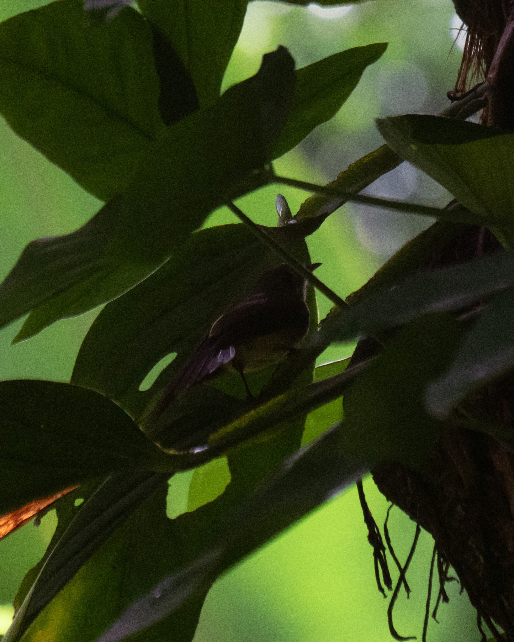 Whiskered Myiobius (Myiobius barbatus), photo 2