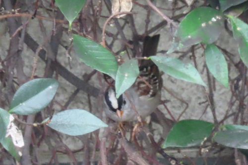 White-crowned Sparrow (Zonotrichia leucophrys), photo 4