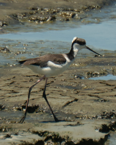 Black-necked Stilt (Himantopus mexicanus), photo 8