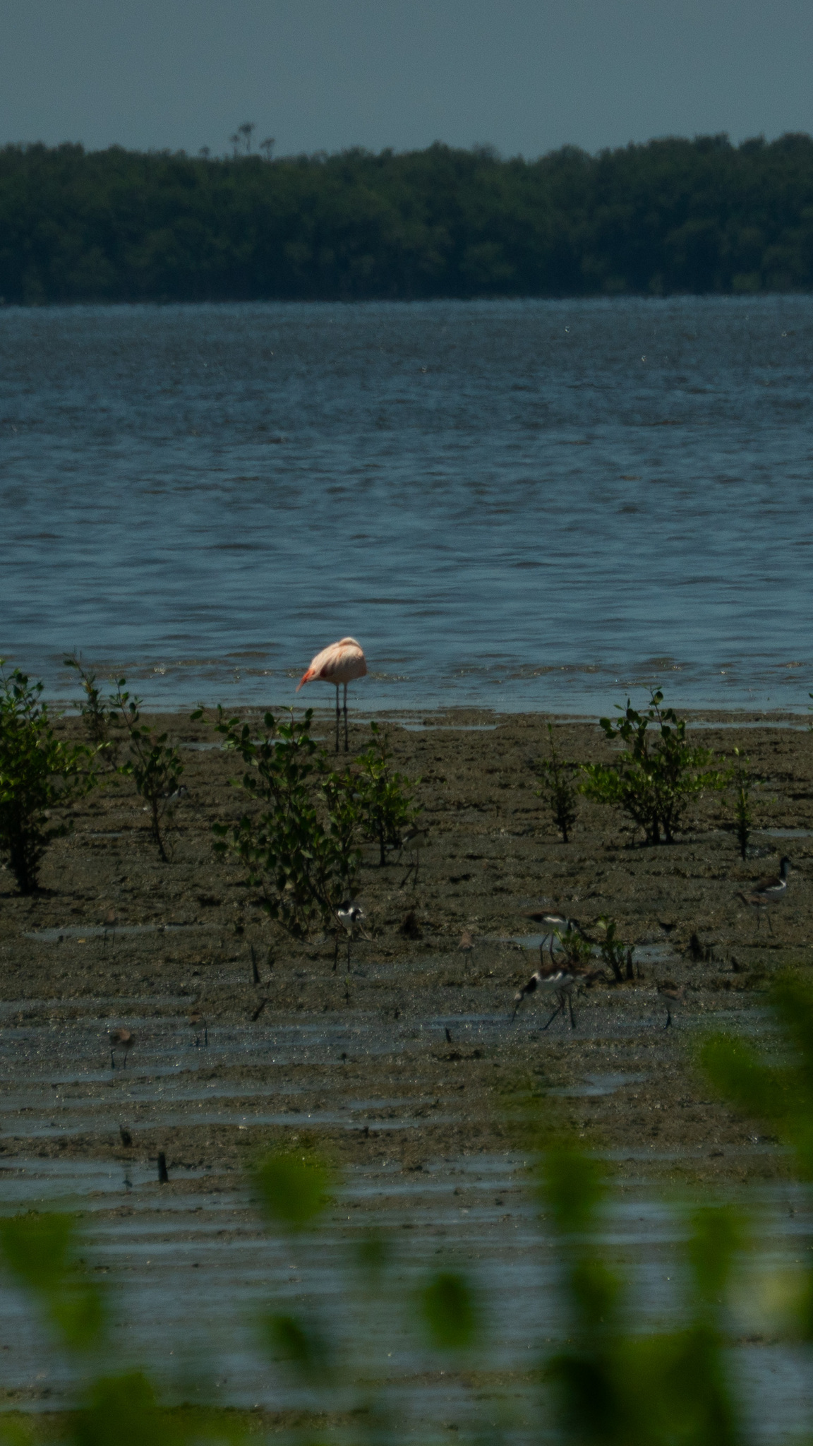 Chilean Flamingo (Phoenicopterus chilensis), photo 1