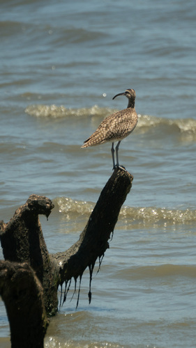 Hudsonian Whimbrel (Numenius hudsonicus), photo 4