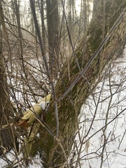 Acer negundo violaceum