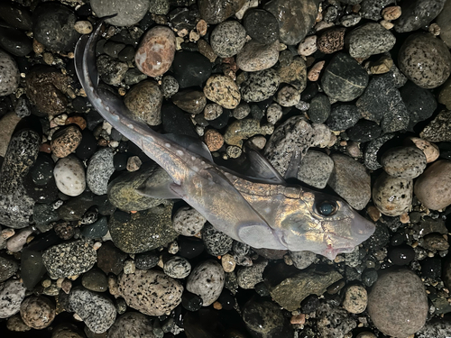 Angel fish (Hydrolagus colliei) — Chimaeridae