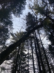 Acer negundo violaceum