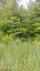 Bromus sitchensis