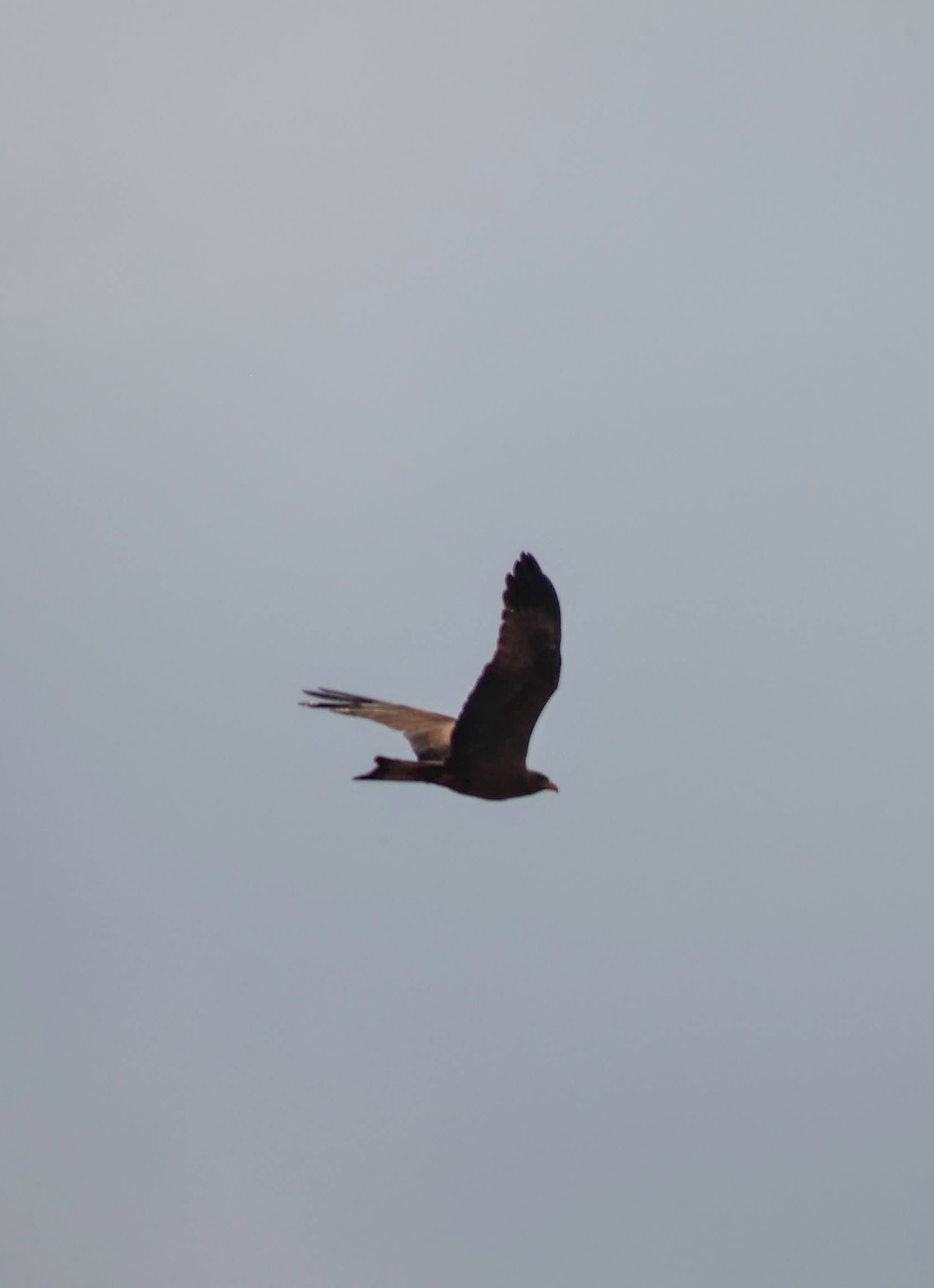 Black Kite (Milvus migrans), photo 5