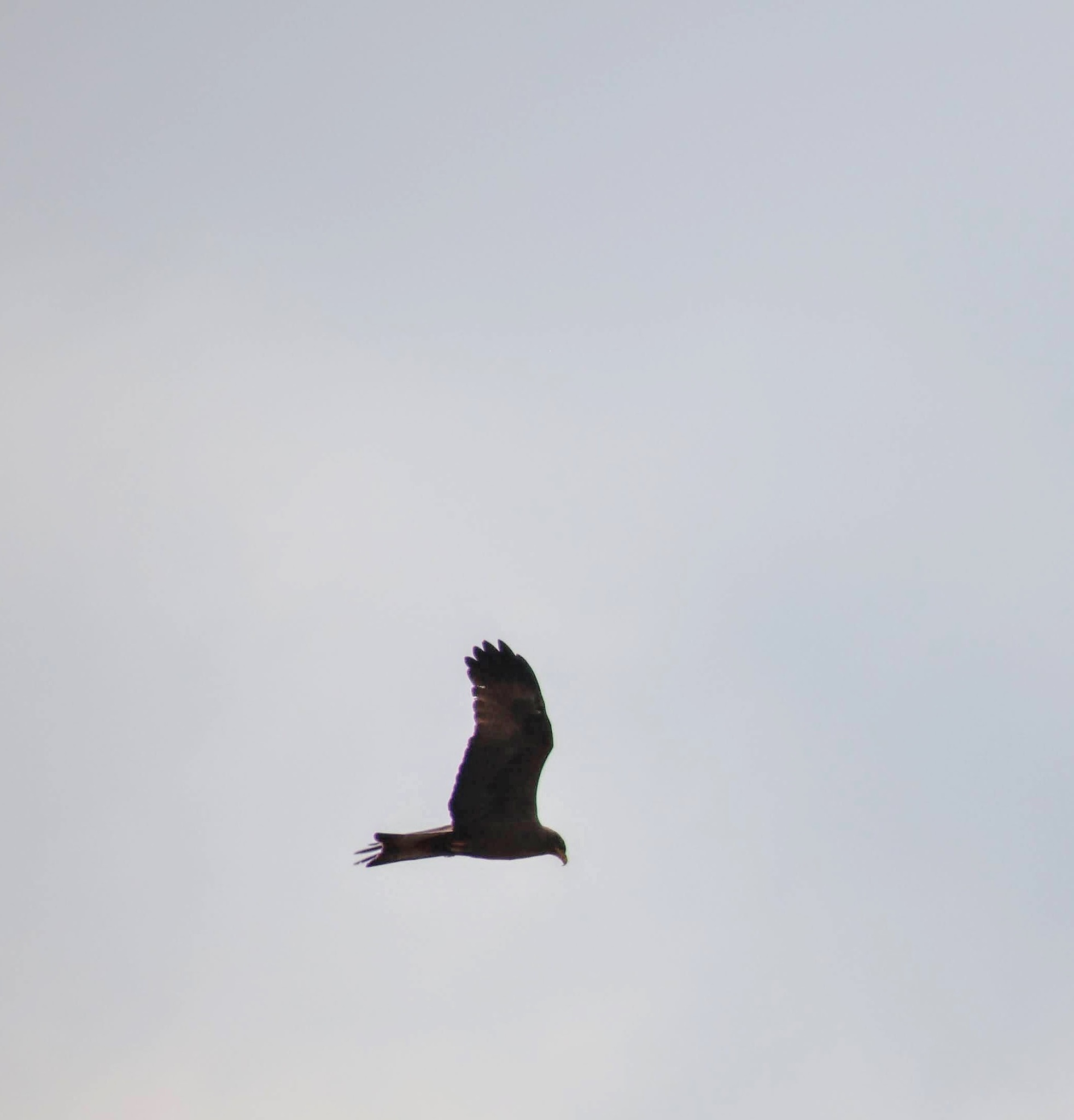 Black Kite (Milvus migrans), photo 6