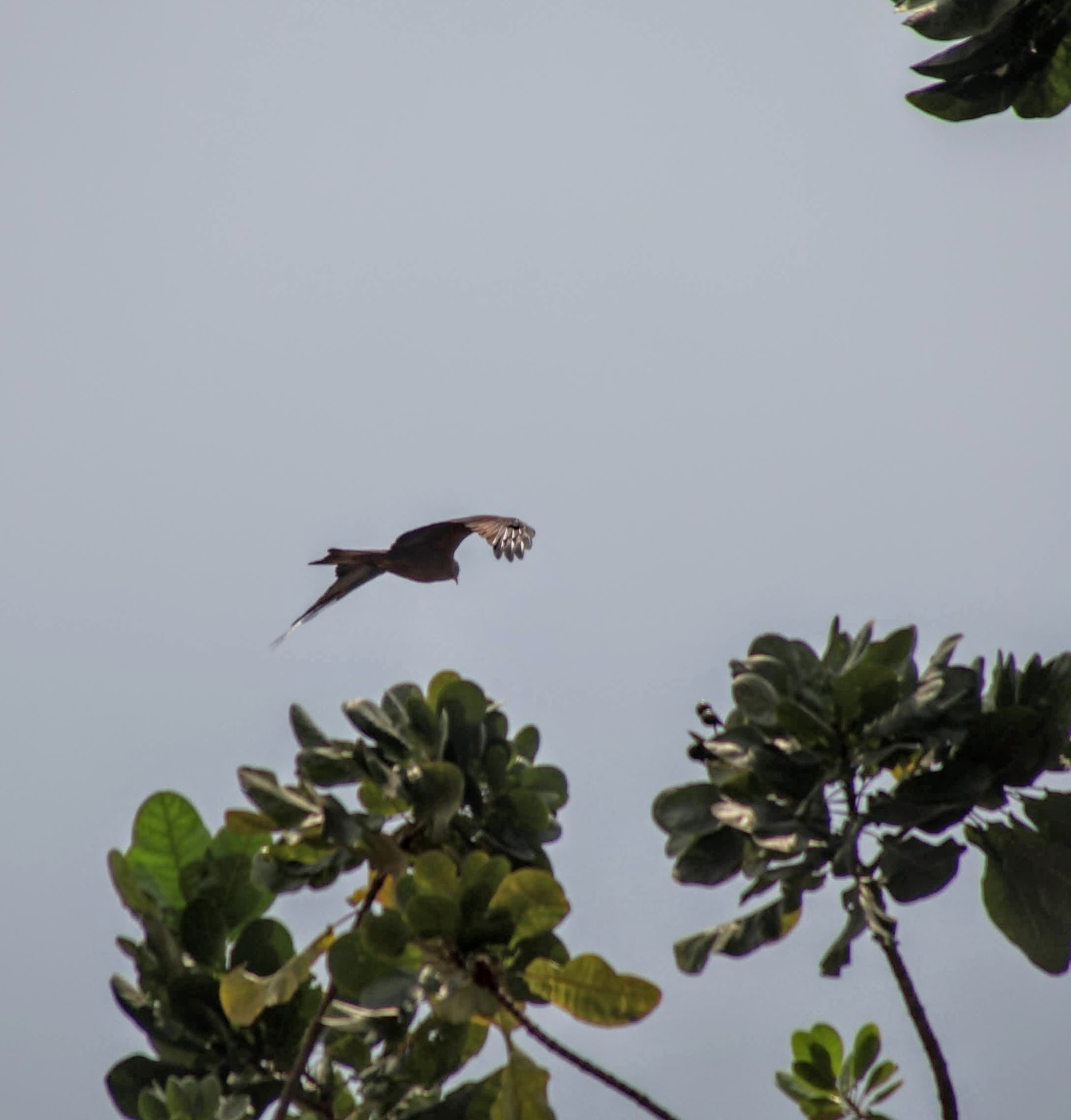 Black Kite (Milvus migrans), photo 7