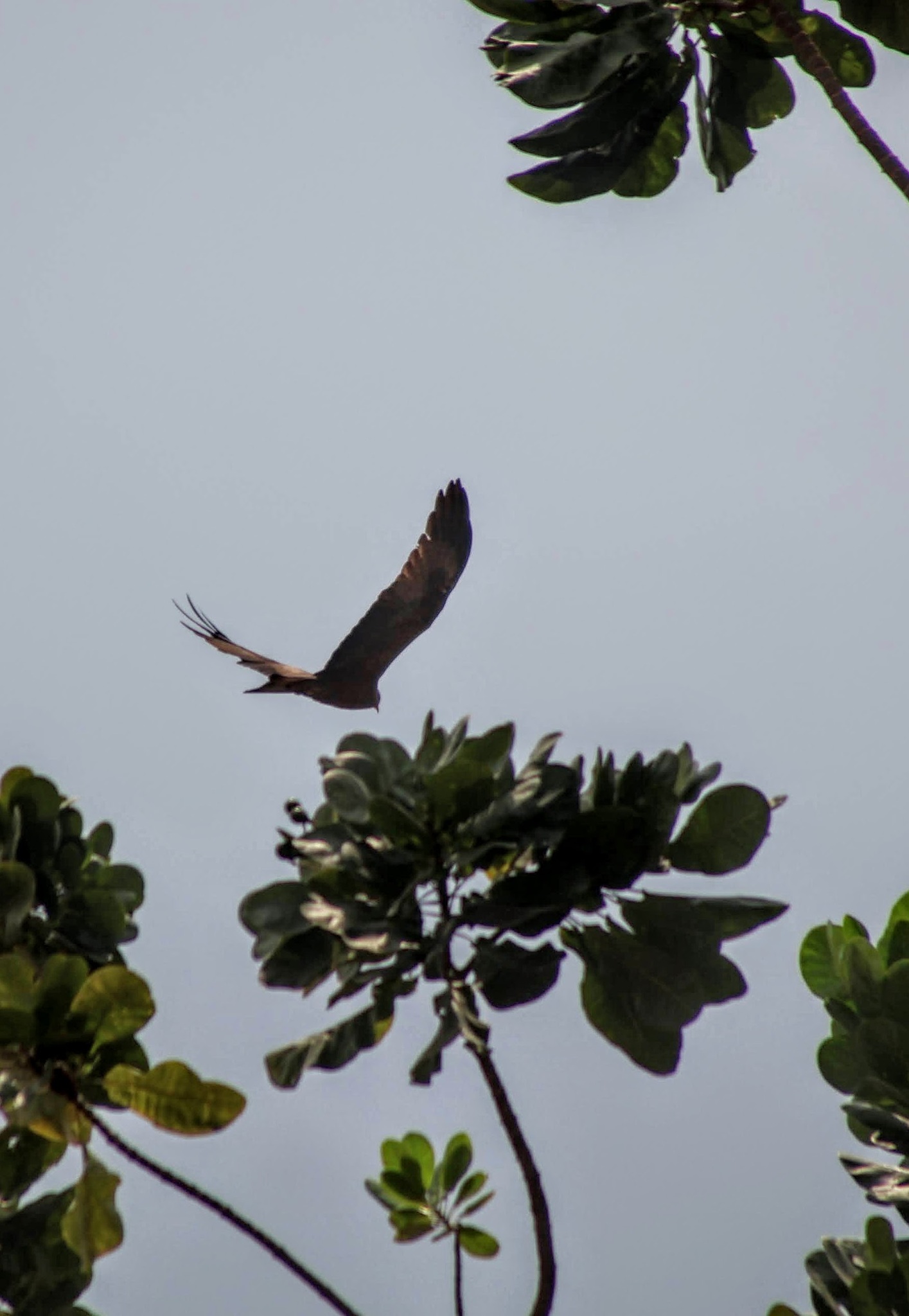 Black Kite (Milvus migrans), photo 8