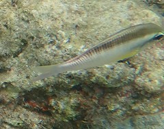 Scolopsis margaritifera