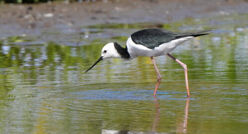 Pied Stilt (Himantopus leucocephalus), photo 5