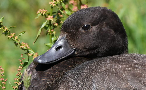 Paradise Shelduck (Tadorna variegata), photo 4