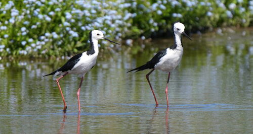 Pied Stilt (Himantopus leucocephalus), photo 7