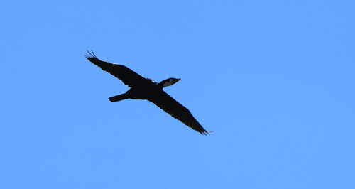 Little Pied Cormorant (Microcarbo melanoleucos), photo 5