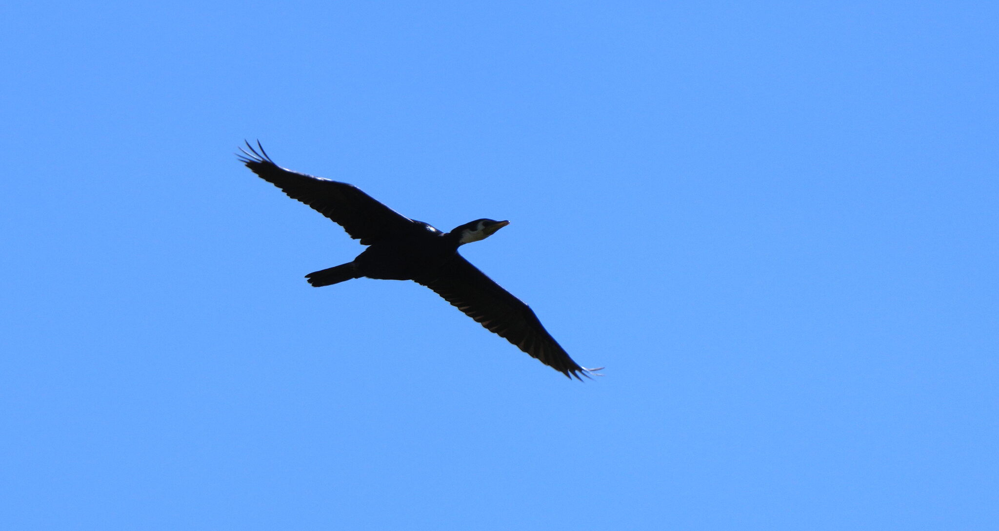 Little Pied Cormorant (Microcarbo melanoleucos), photo 6