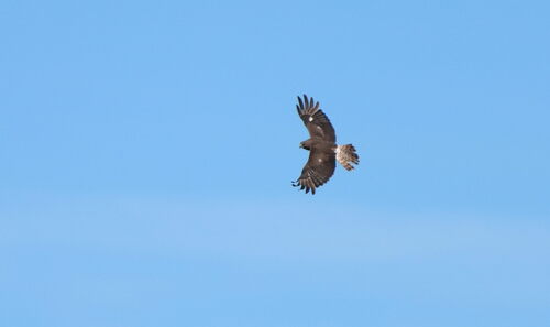 Swamp Harrier (Circus approximans)