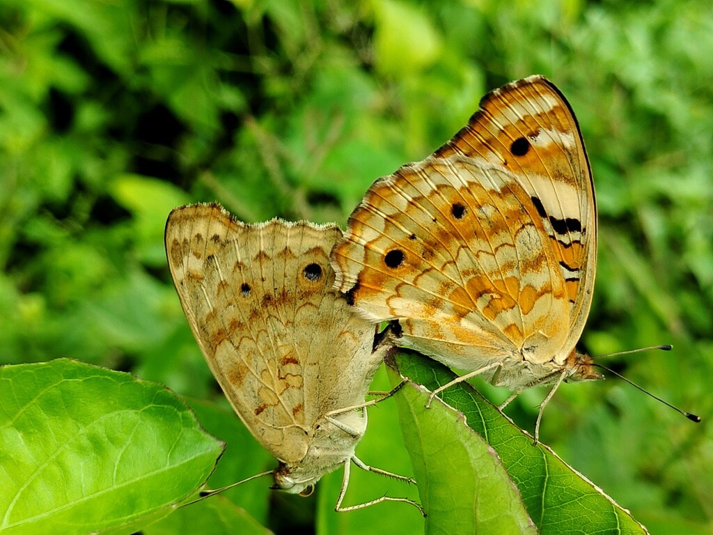 Blue Pansy (Junonia orithya)
