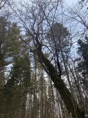 Acer negundo violaceum