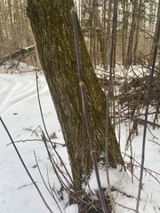 Acer negundo violaceum