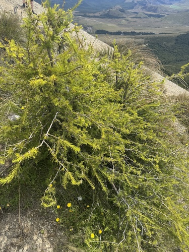 European larch