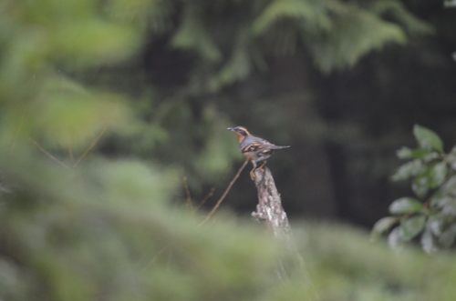 Varied Thrush (Ixoreus naevius), photo 6