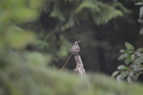 Varied Thrush (Ixoreus naevius), photo 7