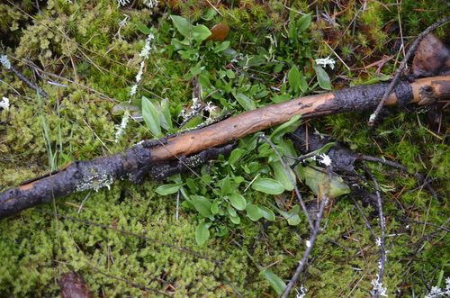 Field sorrel