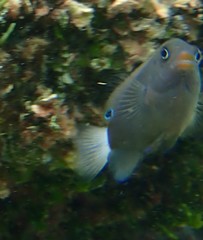 Pomacentrus chrysurus