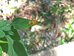 Chauliognathus spinipennis