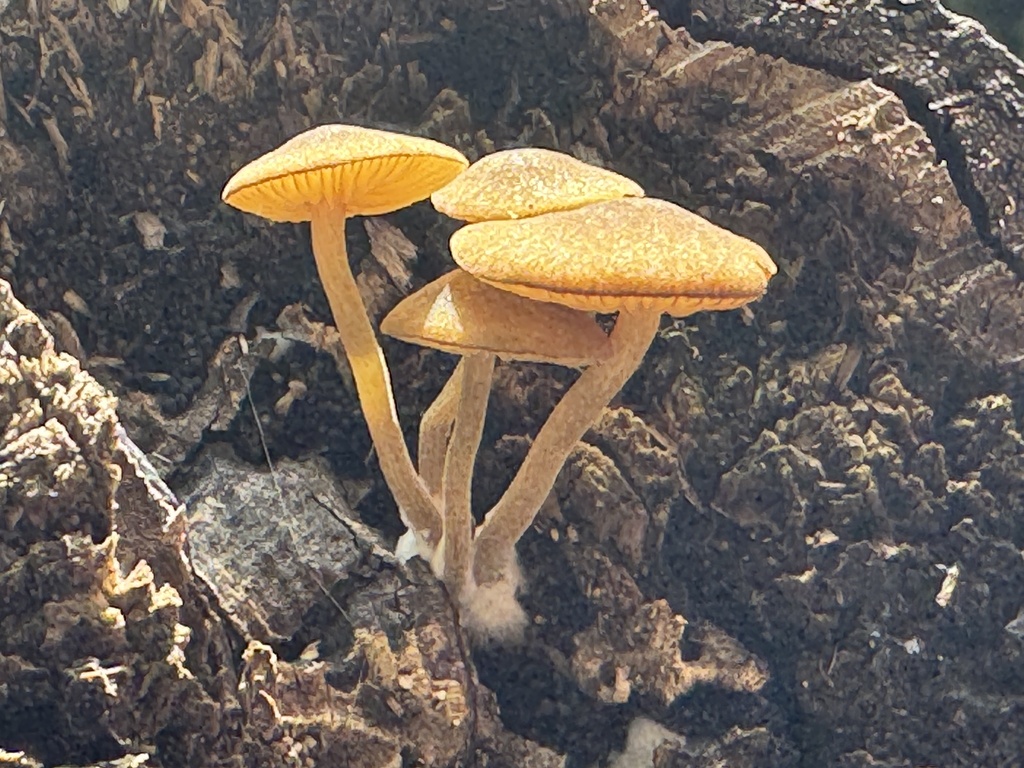 Heimiomyces velutipes · January 2026 · photo: © iandickie (iNaturalist, cc-by)